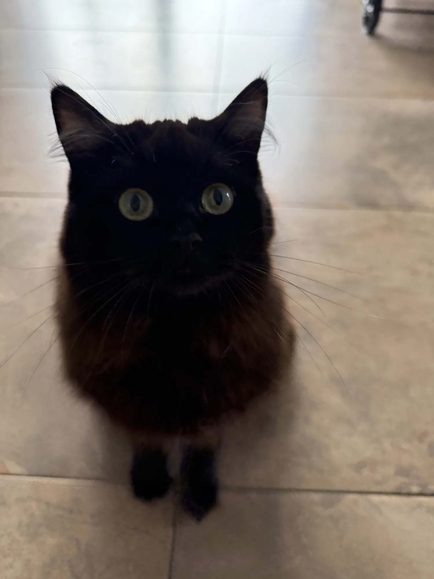 Shaniqua, eine schwarze Langhaarkatze, sitzt auf dem Fliesenboden
