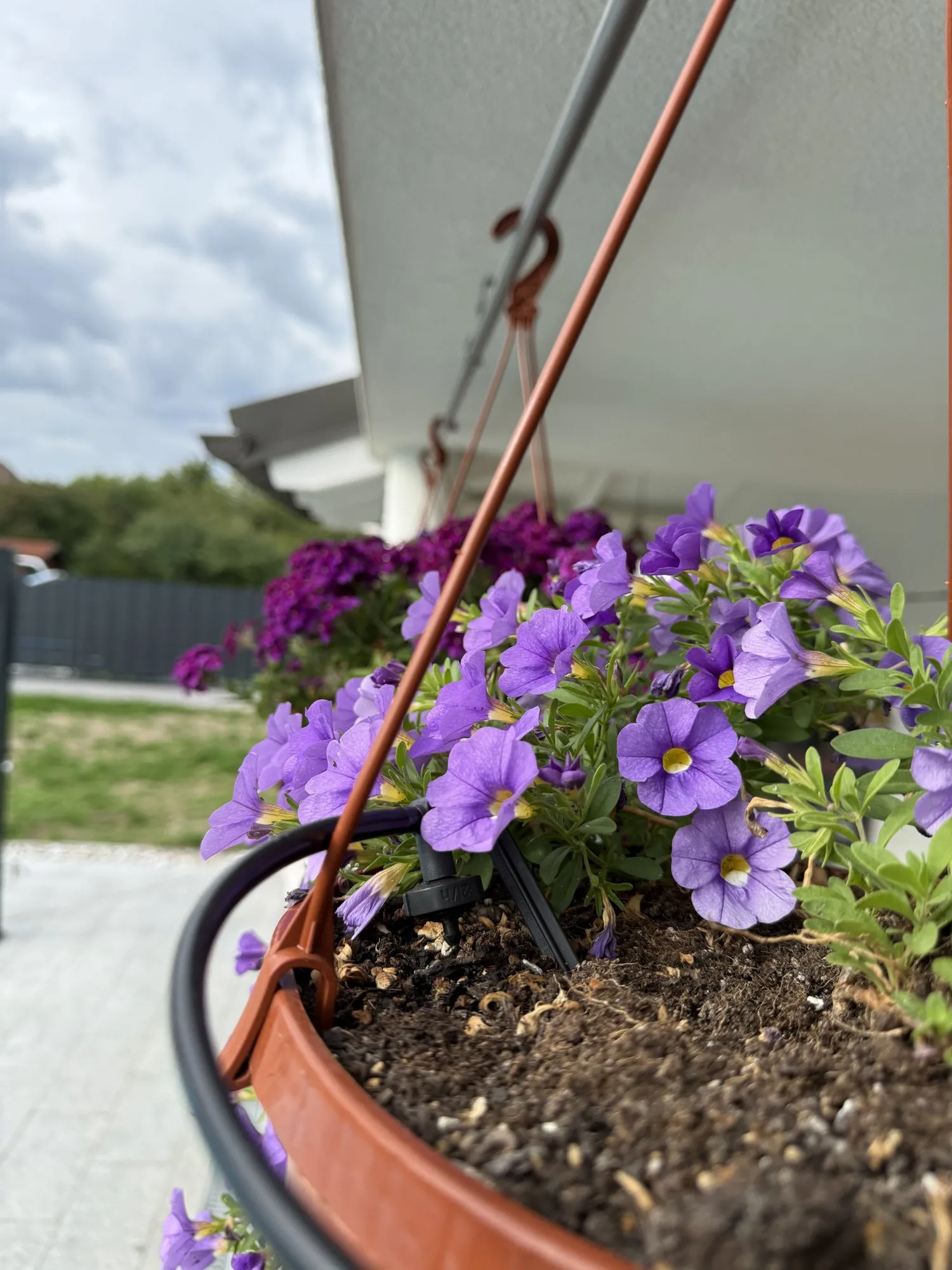 Gardena Micro-Drip-Tropfer in der Erde eines Hängekorbs